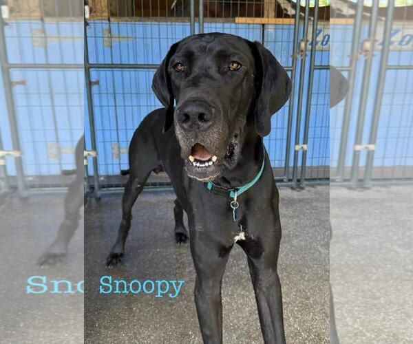 Medium Photo #2 Great Dane Puppy For Sale in Palm Beach, FL, USA