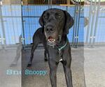Small #1 Great Dane