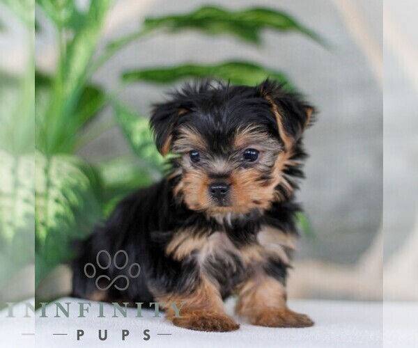 Medium Photo #5 Yorkshire Terrier Puppy For Sale in LITITZ, PA, USA