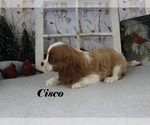 Puppy 3 Cavalier King Charles Spaniel