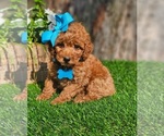 Small #2 Goldendoodle-Poodle (Toy) Mix