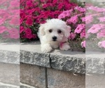 Small #6 Coton de Tulear