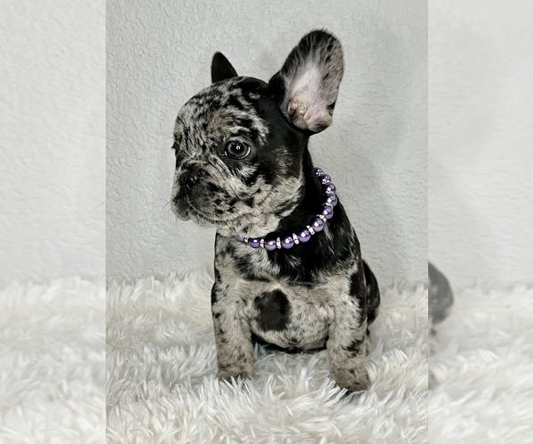 Full screen Photo #1 French Bulldog Puppy For Sale in ROUND ROCK, TX, USA