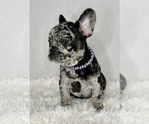French Bulldog Puppy for Sale in ROUND ROCK, Texas USA