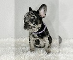 Small Photo #1 French Bulldog Puppy For Sale in ROUND ROCK, TX, USA