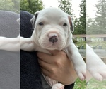 Small Photo #1 American Pit Bull Terrier Puppy For Sale in BONNEY LAKE, WA, USA