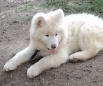 Small Photo #3 Akita-Siberian Husky Mix Puppy For Sale in MILLINGTON, MD, USA