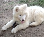 Puppy Clifton Akita-Siberian Husky Mix