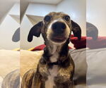 Small #3 Dachshund