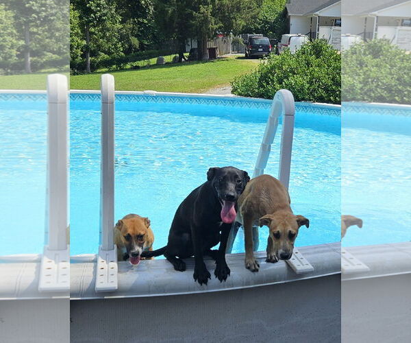 Medium Photo #4 Boxer Puppy For Sale in Thomasville, NC, USA