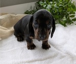 Puppy 5 Dachshund
