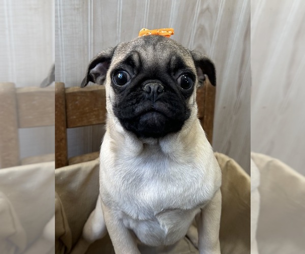 Medium Photo #3 Pug Puppy For Sale in ATHENS, WI, USA