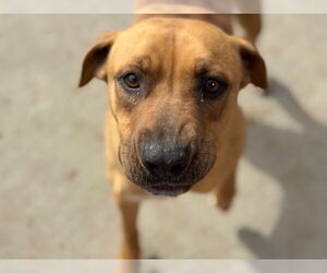 Mutt Dogs for adoption in Tulsa, OK, USA