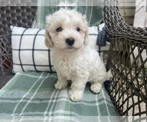 -Maltipoo Mix Puppy for Sale in MIDDLEBURY, Indiana USA