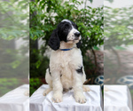 Puppy Blue Collar Goldendoodle