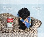 Image preview for Ad Listing. Nickname: AKC TINY PATTON