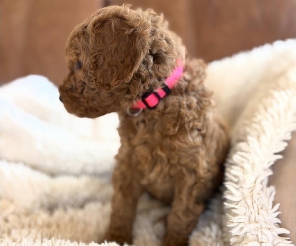 Medium Photo #2 Goldendoodle Puppy For Sale in BATTLE GROUND, WA, USA