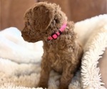 Small #1 Goldendoodle