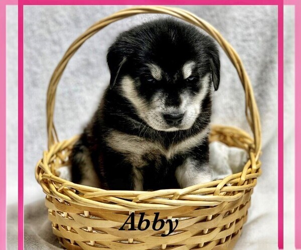 Medium Photo #7 Goberian Puppy For Sale in BRINKHAVEN, OH, USA