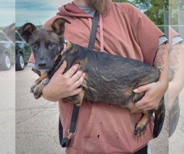 Medium Photo #2 Mutt Puppy For Sale in Huntley, IL, USA