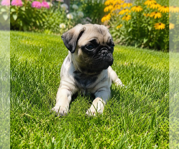 Medium Photo #1 Pug Puppy For Sale in BRIDGETOWN, OH, USA