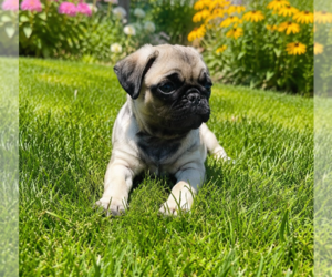Pug Puppy for sale in BRIDGETOWN, OH, USA