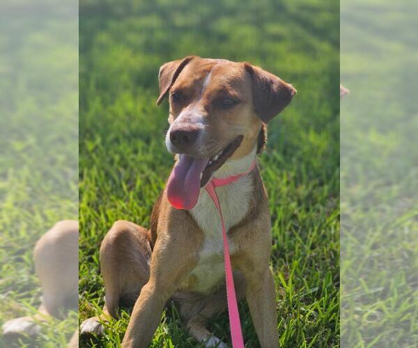 Medium Photo #1 Beagle-Unknown Mix Puppy For Sale in Texas City, TX, USA