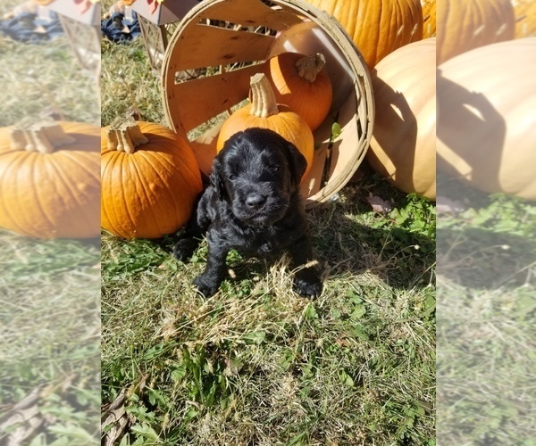 Medium Photo #9 Labradoodle Puppy For Sale in JACKSON, MN, USA