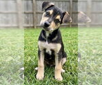 Small #1 German Shepherd Dog Mix