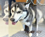 Small #2 Siberian Husky