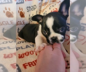 French Bulldog Puppy for sale in BEAVER DAM, WI, USA