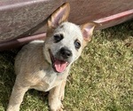 Puppy Puppy 2 Green Australian Cattle Dog