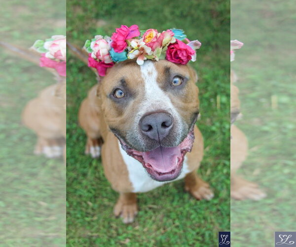 Medium Photo #3 Mutt Puppy For Sale in Lockport, NY, USA