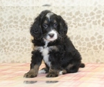 Small #1 Miniature Bernedoodle