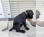 Puppy Yellow collar Cane Corso
