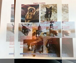 German Shepherd Dog-Olde Bulldog Mix Puppy for sale in Red Deer, Alberta, Canada