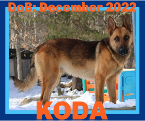 German Shepherd Dog Dogs for adoption in Sebec, ME, USA