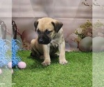 Small #10 Catahoula Leopard Dog