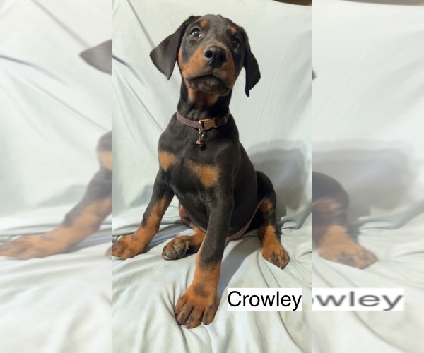 Medium Photo #4 Doberman Pinscher Puppy For Sale in POMEROY, OH, USA