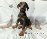 Small #3 Doberman Pinscher