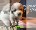 Puppy Rascal Great Pyrenees