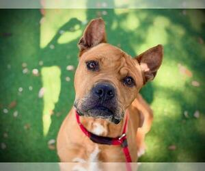 Mutt Dogs for adoption in Orlando, FL, USA