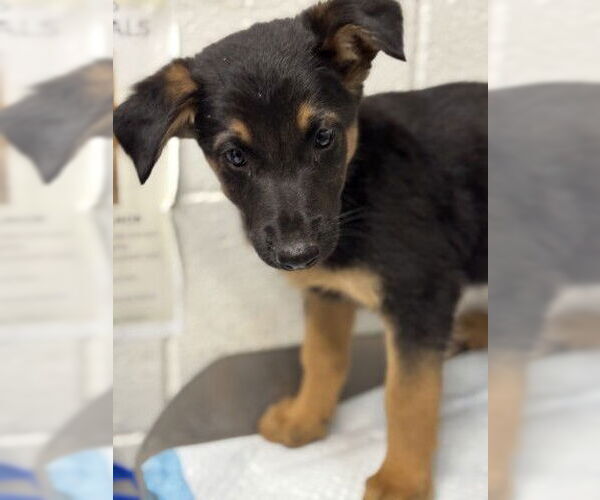 Medium Photo #1 German Shepherd Dog Puppy For Sale in San Bernardino, CA, USA