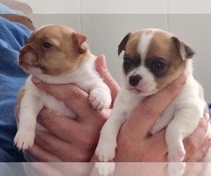 Chihuahua Puppy for Sale in MOUNT AIRY, North Carolina USA