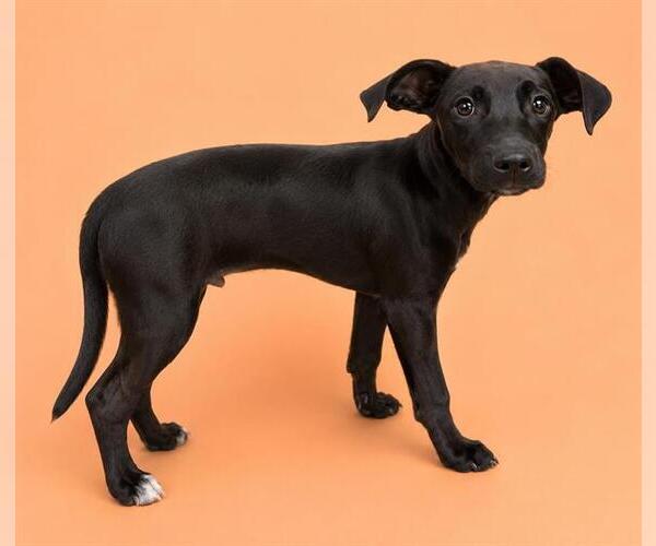 Medium Photo #1 Doberman Pinscher-Unknown Mix Puppy For Sale in HESPERIA, CA, USA