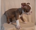 Small #3 Boston Terrier