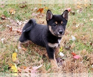 Shiba Inu Puppy for sale in CLARK, MO, USA