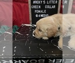 Small Photo #2 Golden Retriever Puppy For Sale in SAN BERNARDINO, CA, USA