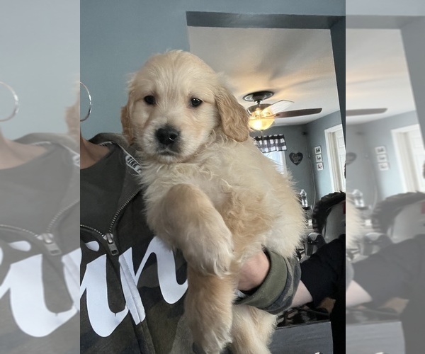 Medium Photo #3 Golden Retriever Puppy For Sale in WARWICK, RI, USA