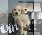 Small Photo #3 Golden Retriever Puppy For Sale in WARWICK, RI, USA